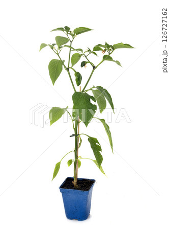 plant of Bell pepper plant of Bell pepper 126727162