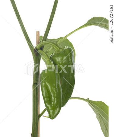 plant of Bell pepper 126727163