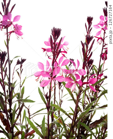 gaura in studio gaura in studio 126727164