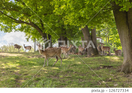A group of deer grazes peacefully among tall trees in a vibrant green forest. Sunlight filters through the leaves, creating a tranquil atmosphere for the wildlife A group of deer grazes peacefully among tall trees in a vibrant green forest. Sunlight filters through the leaves, creating a tranquil atmosphere for the wildlife 126727334
