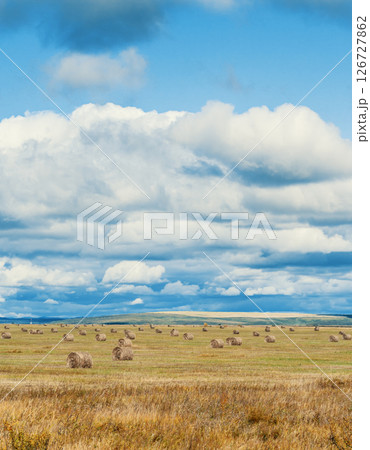 Rolling hay bales stretch across a golden field under a dramatic sky in rural farmland 126727862