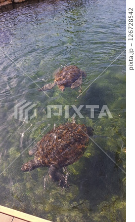 優雅に泳ぐウミガメ 優雅に泳ぐウミガメ 126728542