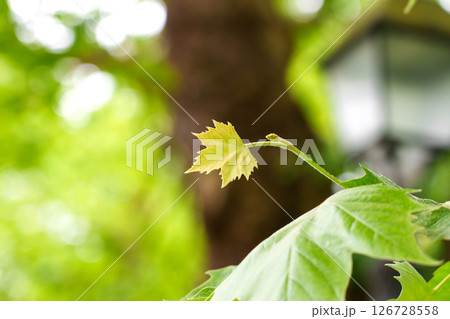 Maple leaf against the background of park lamp close-up. Summer natural landscape 126728558