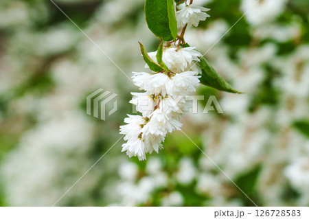 White flowers of blooming Deutzia scabra plant in ornamental garden close up. Family Hydrangeaceae White flowers of blooming Deutzia scabra plant in ornamental garden close up. Family Hydrangeaceae 126728583