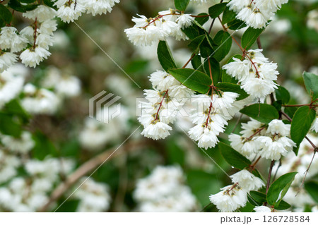 Deutzia flowering plant with white flowers clusters. Family Hydrangeaceae Deutzia flowering plant with white flowers clusters. Family Hydrangeaceae 126728584