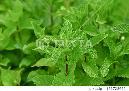 スペアミント 126728632