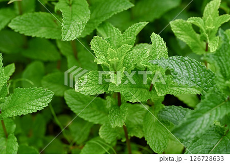スペアミント 126728633