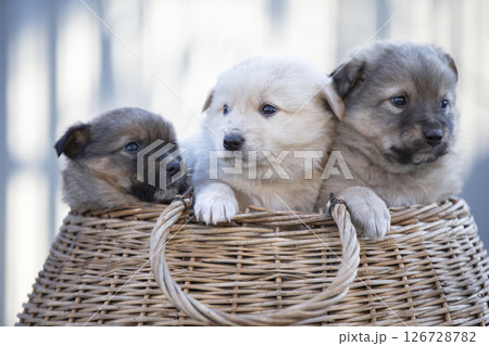 Cute fluffy puppies are sitting in a wicker basket. 126728782