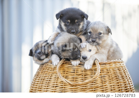 Cute fluffy puppies are sitting in a wicker basket. Cute fluffy puppies are sitting in a wicker basket. 126728783