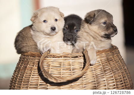 Cute fluffy puppies are sitting in a wicker basket. Cute fluffy puppies are sitting in a wicker basket. 126728786