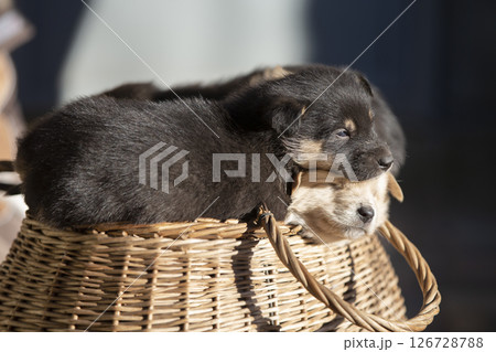 Cute fluffy black puppy in a wicker basket. 126728788