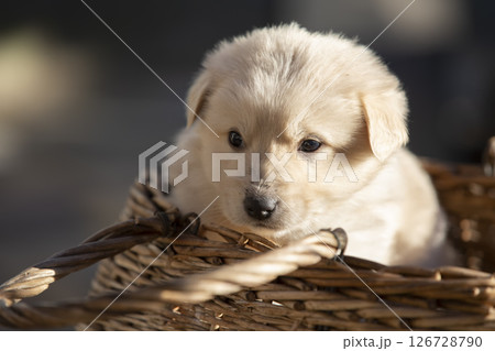 Little white puppy in a straw basket. 126728790