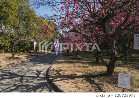 豊橋市にある向山緑地　梅林園の風景(愛知県) 126728975
