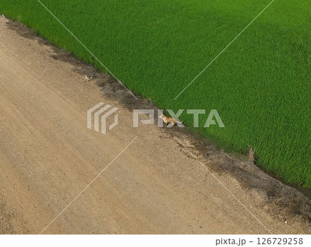 Green rice Fileds aerial top view Thailand countryside landscape 126729258