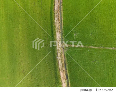 Green rice Fileds aerial top view Thailand countryside landscape 126729262