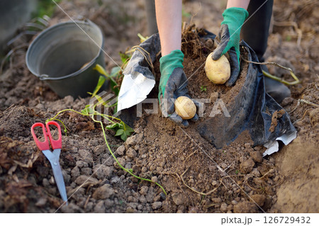 A woman wearing boots picking potatoes in her garden. Growing vegetables using bags 126729432