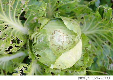 Cabbage damaged by insect pests in the garden. Cabbage damaged by insect pests in the garden. 126729433