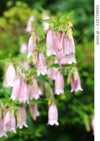 赤紫色のホタルブクロ 赤紫色のホタルブクロ 126729601