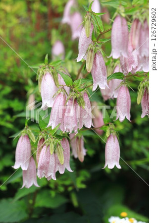 赤紫色のホタルブクロ 赤紫色のホタルブクロ 126729602