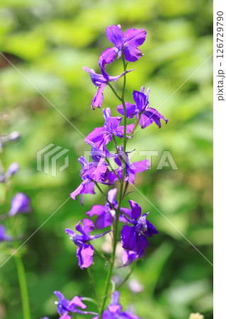 飛燕草（ヒエンソウ） 126729790