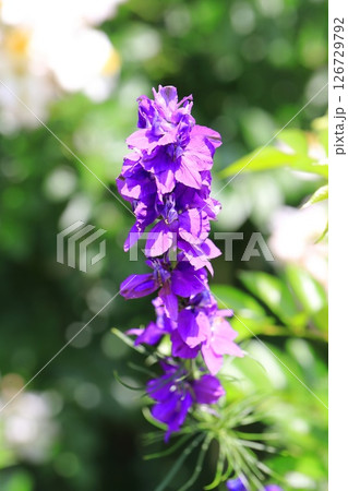 飛燕草（ヒエンソウ） 126729792