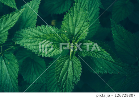 Green nettle close-up 126729807
