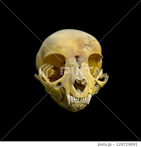 Isolated skull of a feline, a domestic cat, totally fleshless on a black background 126729891