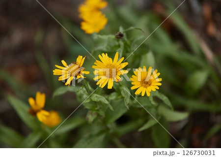 Small Yellow Flowers Small Yellow Flowers 126730031