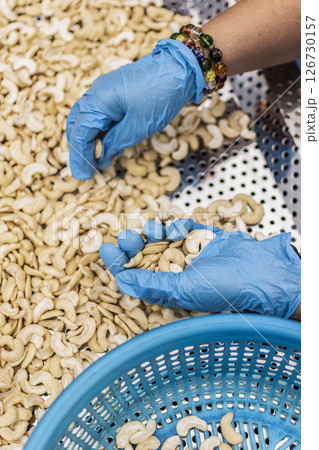 workers sorting cashew nuts at modern industrial agriculture factory in cambodia workers sorting cashew nuts at modern industrial agriculture factory in cambodia 126730157