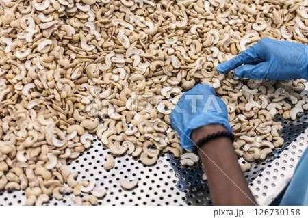 workers sorting cashew nuts at modern industrial agriculture factory in cambodia workers sorting cashew nuts at modern industrial agriculture factory in cambodia 126730158