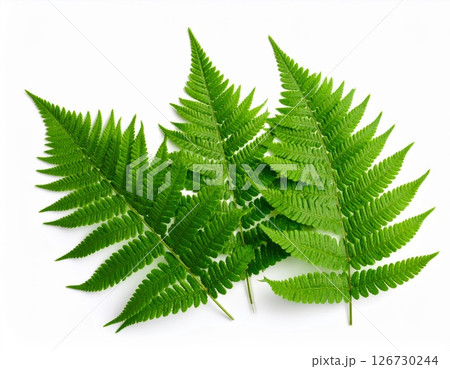 Bright Green Fern Leaves on White Background Bright Green Fern Leaves on White Background 126730244