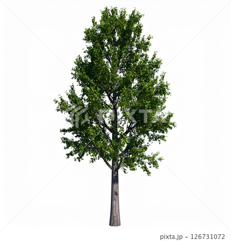 Green Deciduous Tree Isolated on White Background 126731072