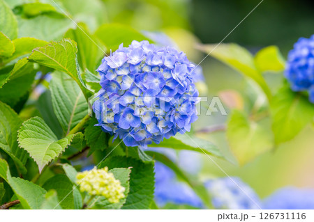 紫陽花 126731116
