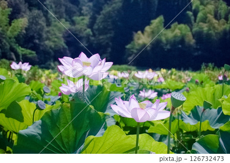 夏の日差しを浴びて咲く蓮の花 夏の日差しを浴びて咲く蓮の花 126732473