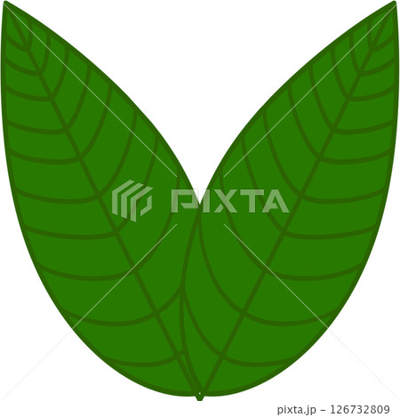 Beautiful shape and green colors tone of fresh plant leaves. 126732809