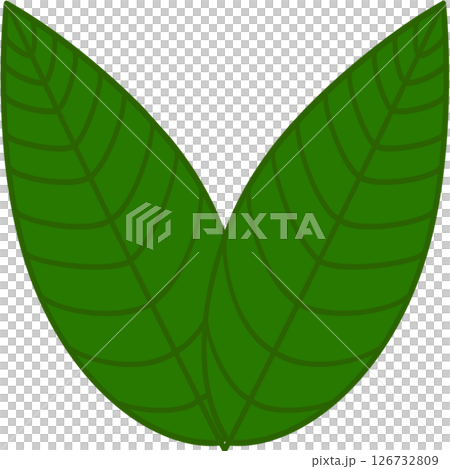 Beautiful shape and green colors tone of fresh plant leaves. 126732809