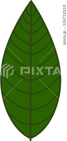 Beautiful shape and green colors tone of fresh plant leaves. 126732810