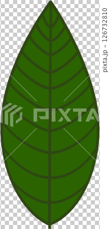 Beautiful shape and green colors tone of fresh plant leaves. 126732810