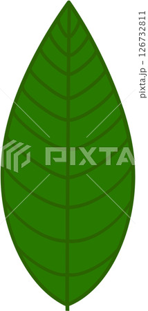 Beautiful shape and green colors tone of fresh plant leaves. 126732811