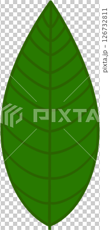 Beautiful shape and green colors tone of fresh plant leaves. 126732811