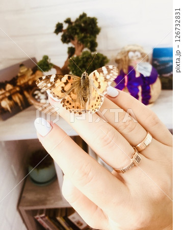 A beautiful butterfly flew onto the balcony and landed on a palm A beautiful butterfly flew onto the balcony and landed on a palm 126732831