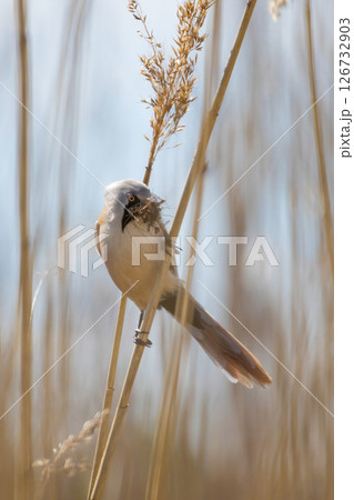 beraded tit  (panurus biarmicus) - reedling - in natural habitat 126732903