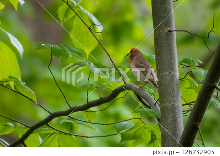 Common rosefinch Carpodacus erythrinus male singing on bush. Common rosefinch Carpodacus erythrinus male singing on bush. 126732905