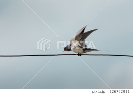 Barn Swallow (Hirundo rustica) on a fench Barn Swallow (Hirundo rustica) on a fench 126732911