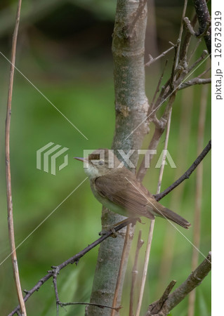 Blyths reed warbler sitting on branch of tree. Blyths reed warbler sitting on branch of tree. 126732919