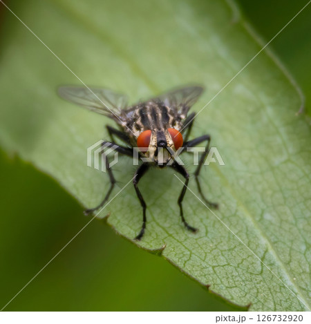 Flies (Sarcophaga Carnaria) - Close up details of flies 126732920