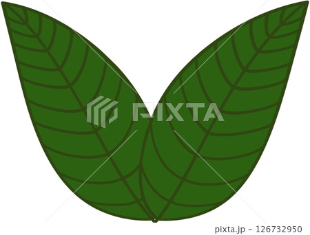 Beautiful shape and green colors tone of fresh plant leaves. 126732950