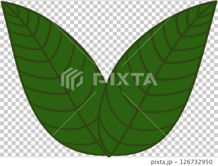 Beautiful shape and green colors tone of fresh plant leaves. 126732950