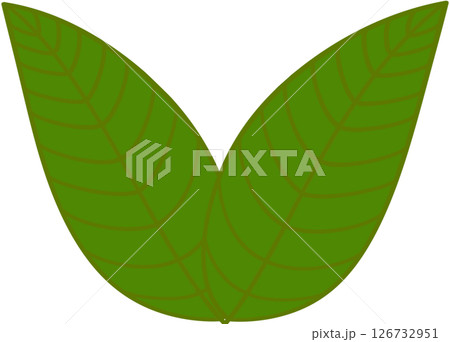 Beautiful shape and green colors tone of fresh plant leaves. 126732951