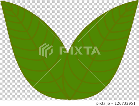 Beautiful shape and green colors tone of fresh plant leaves. 126732951